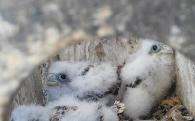 La Hermandad colabora un año mas con la Cría del Cernícalo Primilla
