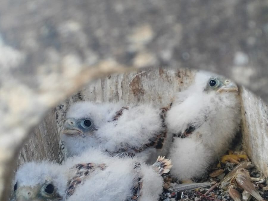 La Hermandad colabora un año mas con la Cría del Cernícalo Primilla