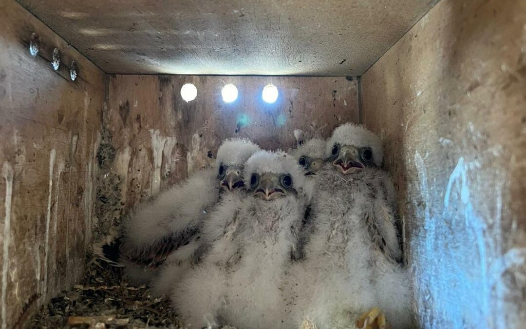 La Iglesia de San Juan de los Caballeros, uno de los últimos bastiones del cernícalo primilla en la ciudad de Jerez