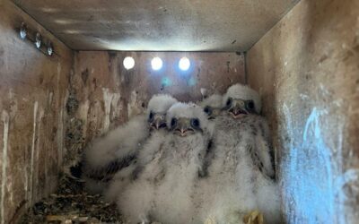 La Iglesia de San Juan de los Caballeros, uno de los últimos bastiones del cernícalo primilla en la ciudad de Jerez