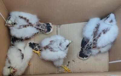 La Hermandad colabora un año mas con la conservación del Cernicalo Primilla
